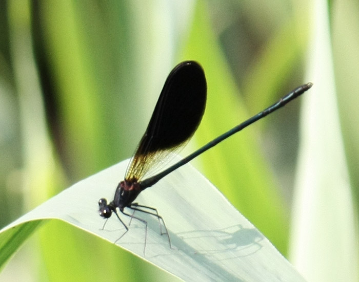 Identificazione - Calopteryx haemorrhoidalis